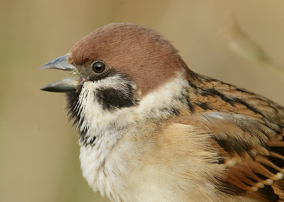 Tree Sparrow Passer montanus