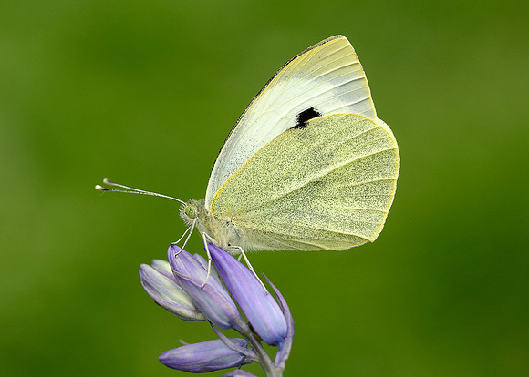 Large White Pieris brassicae