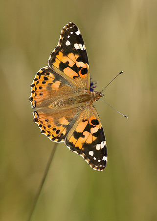 Painted Lady