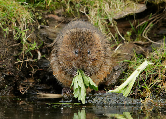 Water Vole Arvicola amphibius