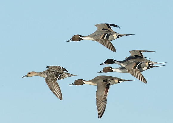 Pintail