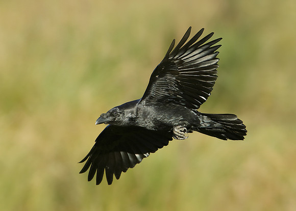 Corvus corax