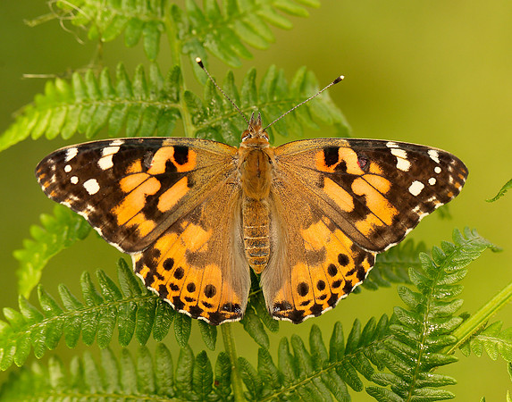 Painted Lady Vanessa cardui