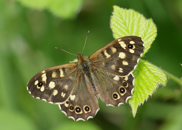 Speckled Wood