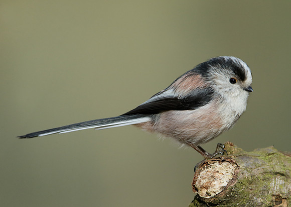 Long-tailed Tit