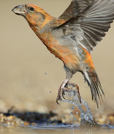Crossbill Loxia curvirostra