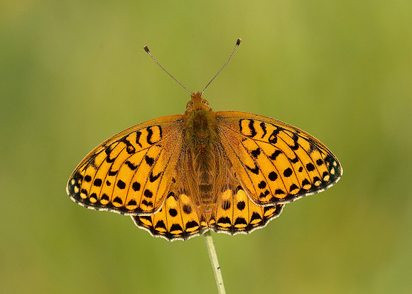 Dark Green Fritillary Argynnis aglaja