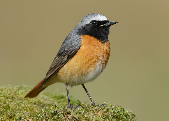 Redstart