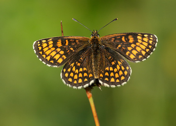 Heath Fritillary