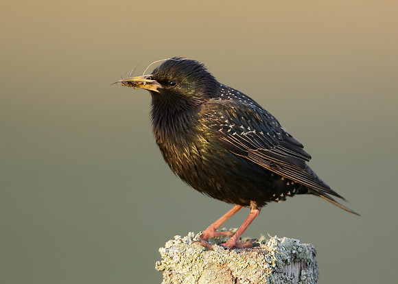 Starling Sturnus vulgaris
