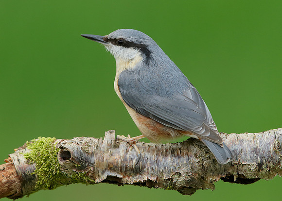 Nuthatch