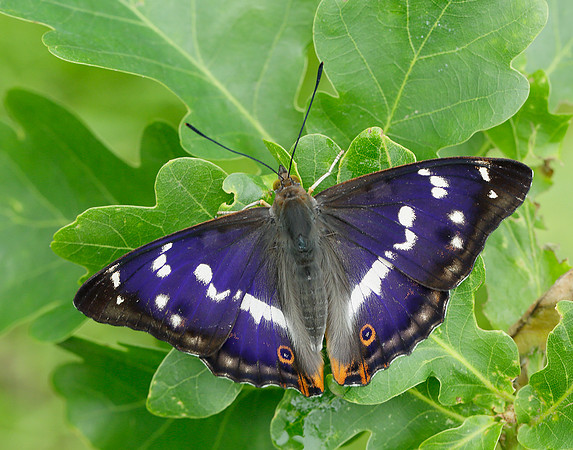 Purple Emperor Apatura iris