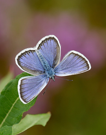 Silver-studded Blue Plebejus argus