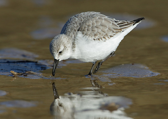 Sanderling