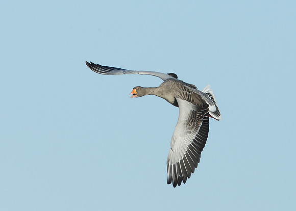 Greylag Goose Anser anser