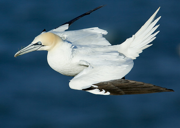 Gannet x46 images