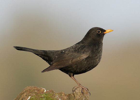 Blackbird
