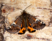 70.203 BF1661 Orange Underwing Archiearis parthenias