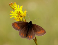 Mountain Ringlet Erebia epiphron