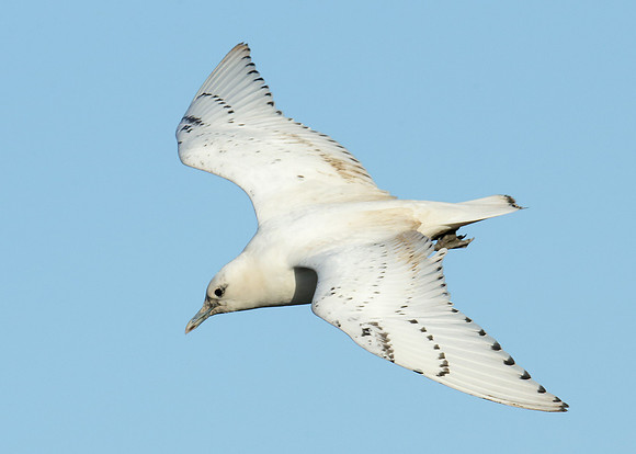 Ivory Gull