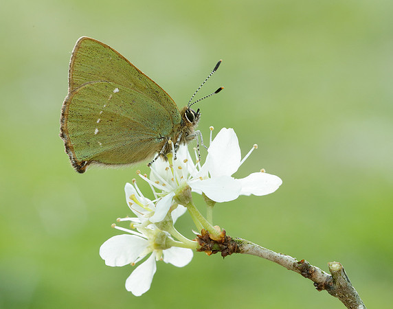 Green Hairstreak Callophrys rubi