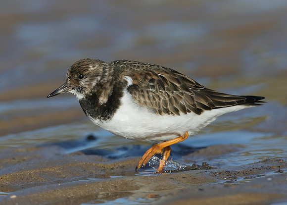 Turnstone