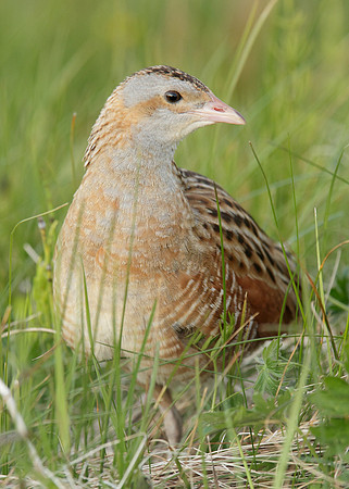 Corncrake multiple images