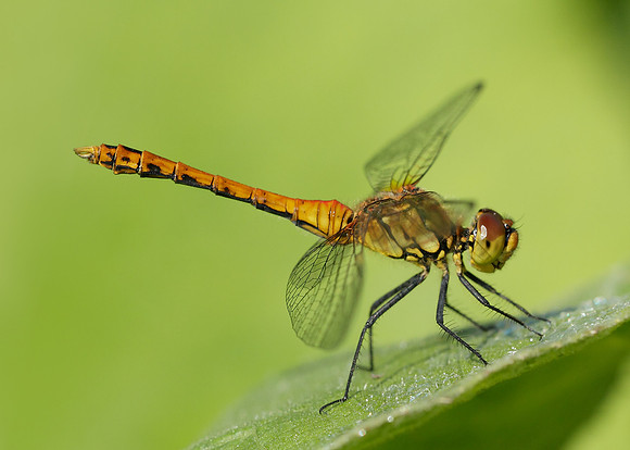 Ruddy Darter Sympetrum sanguineum