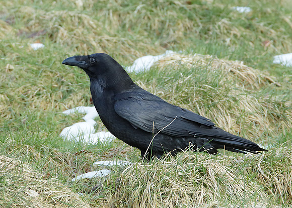 Raven