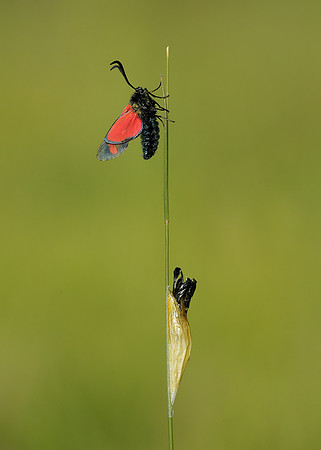 Six-spot Burnet Zygaena filipendulae