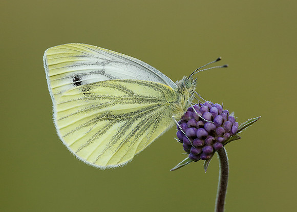 Green-veined White