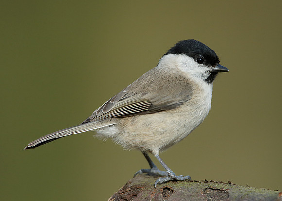 Marsh Tit