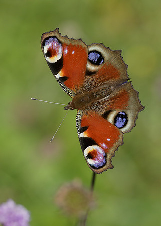 Peacock