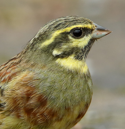 Cirl Bunting