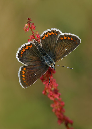 Brown Argus Aricia agestis