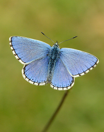 Adonis Blue Polyommatus bellargus