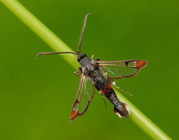 Red-tipped Clearwing Synanthedon formicaeformis