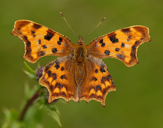 Comma Polygonia c-album