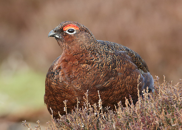 Red Grouse