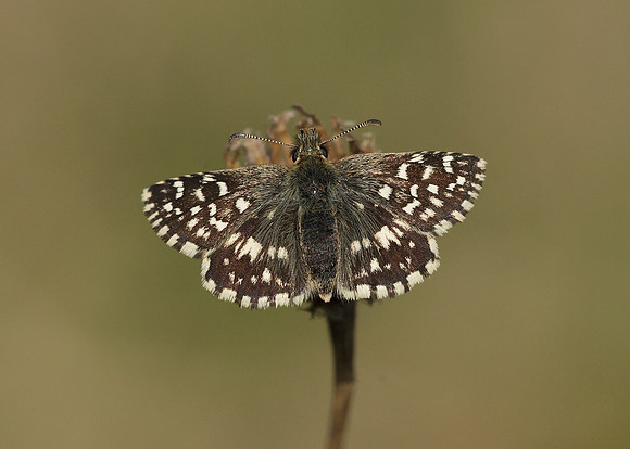 Grizzled Skipper x23 images
