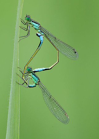 Blue-tailed Damselfly