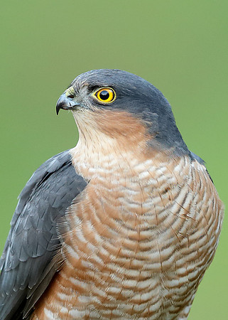 Sparrowhawk Accipiter nisus