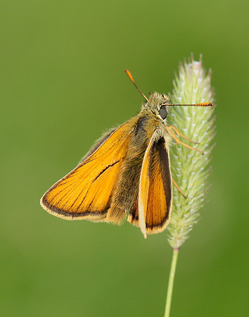 Small Skipper Thymelicus sylvestris