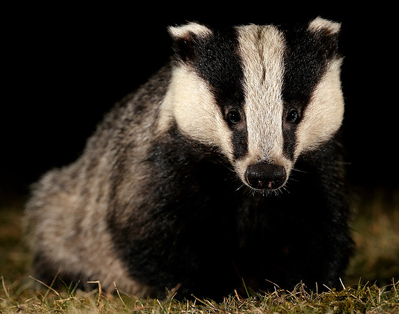 Badger Meles meles