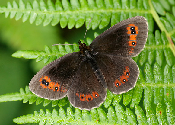 Scotch Argus Erebia aethiops