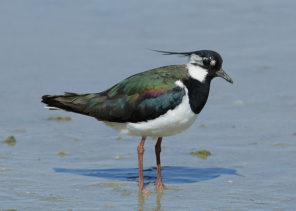 Lapwing Vanellus vanellus