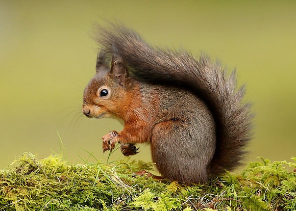 Red Squirrel Sciurus vulgaris