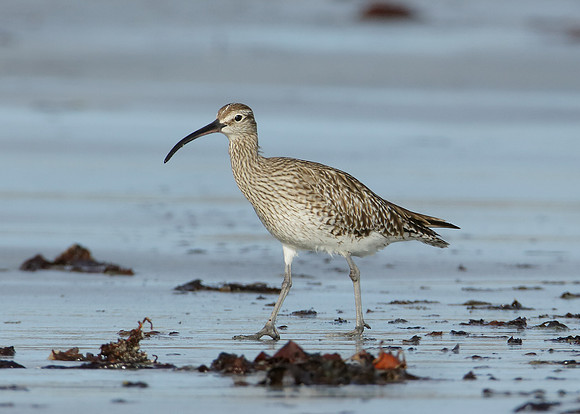 Whimbrel x6 images