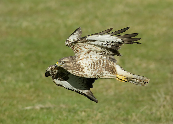 Buzzard Buteo buteo