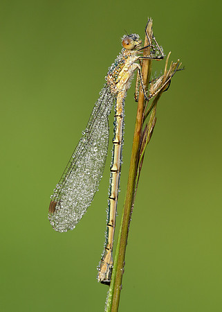 Emerald Damselfly Lestes sponsa